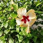 Hibiscus rosa-sinensis Blodyn