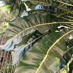 Meryta denhamii Hoja