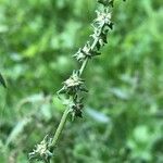 Atriplex patula Fruit