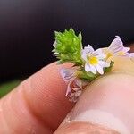 Euphrasia strictaFlower