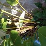 Calathea lutea Lubje