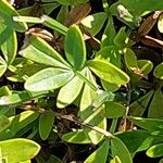 Jasminum fruticans Leaf