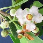 Clusia minor Flor