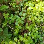 Gaultheria hispidula Leaf