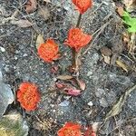 Haemanthus coccineus Květ