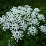 Peucedanum aegopodioidesFlower