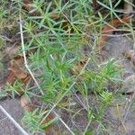 Asparagus umbellatus Leaf