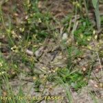 Hornungia procumbens Habitus