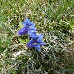 Gentiana acaulis Hábito
