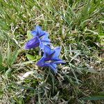 Gentiana acaulis Habit