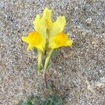 Linaria thymifolia Flor
