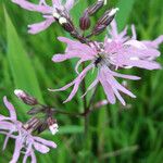 Lychnis flos-cuculi Blüte