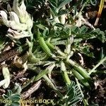 Astragalus depressus Elinympäristö