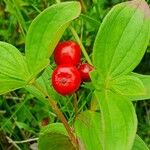 Cornus suecica ഫലം