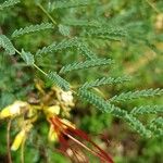 Caesalpinia gilliesii Folha