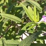 Salvia leucantha Φύλλο