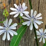 Lactuca floridana Blomma