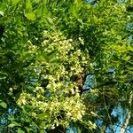 Styphnolobium japonicum 花