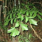 Caryota obtusa Outro