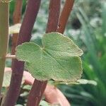 Pelargonium caylae Leaf