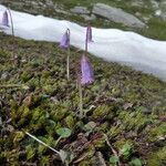 Soldanella pusilla Virág