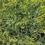 Euphorbia aphylla Hábito