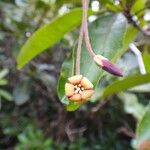 Pittosporum hematomallum Цвят