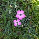 Dianthus pavonius Kwiat