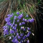 Campanula carnica Flower