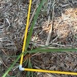 Cyperus ligularis Leaf