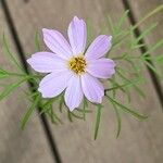 Cosmos parviflorus Квітка