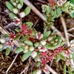 Sedum hispanicum 葉