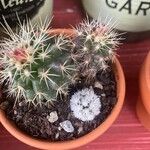 Mammillaria backebergiana Лист