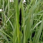 Carex acuta ফুল
