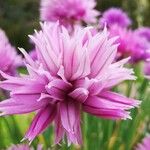 Allium schoenoprasum花