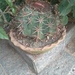 Melocactus matanzanus 果