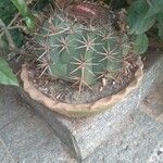 Melocactus matanzanus Frucht