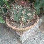 Melocactus matanzanus Ovoce