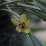 Octomeria grandiflora Bleunienn