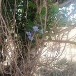 Cichorium intybus Çiçek