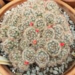 Mammillaria prolifera Hàbitat