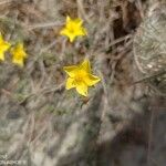 Fumana ericifolia Flor