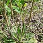 Plantago australis Natur