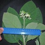 Solanum hazenii Other