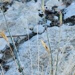 Dianthus austroiranicus Hábito