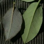 Rhododendron triflorum Leaf