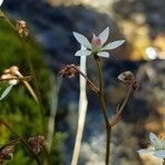 Micranthes stellaris Flor