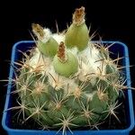 Coryphantha elephantidens Агульны выгляд