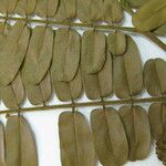 Cassia cowanii Otro