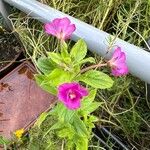 Epilobium hirsutum Кветка